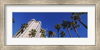 Low angle view of palm trees, Downtown San Jose, San Jose, Silicon Valley, Santa Clara County, California Fine Art Print
