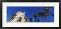 Low angle view of palm trees, Downtown San Jose, San Jose, Silicon Valley, Santa Clara County, California Fine Art Print