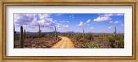 Road, Saguaro National Park, Arizona, USA Fine Art Print