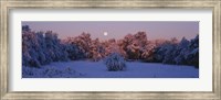 Snow covered forest at dawn, Denver, Colorado, USA Fine Art Print