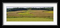 Field Of Corn Crops, Baltimore, Maryland, USA Fine Art Print