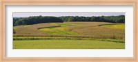 Field Of Corn Crops, Baltimore, Maryland, USA Fine Art Print