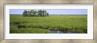 Plants on a wetland, Jean Lafitte National Historical Park And Preserve, New Orleans, Louisiana, USA Fine Art Print