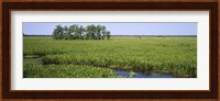 Plants on a wetland, Jean Lafitte National Historical Park And Preserve, New Orleans, Louisiana, USA Fine Art Print