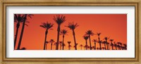 Silhouette of date palm trees in a row, Phoenix, Arizona, USA Fine Art Print