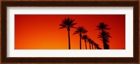 Silhouette of Date Palm trees in a row at dawn, Phoenix, Arizona, USA Fine Art Print