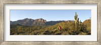 Hiker standing on a hill, Phoenix, Arizona, USA Fine Art Print