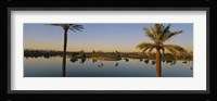 Palm trees at the lakeside, Phoenix, Maricopa County, Arizona, USA Fine Art Print