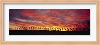 Silhouette of palm trees at sunrise, San Diego, San Diego County, California, USA Fine Art Print