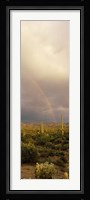 Teddy-Bear Cholla and Saguaro cacti on a landscape, Sonoran Desert, Phoenix, Arizona, USA Fine Art Print