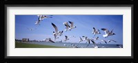 Flock of seagulls flying on the beach, New York State, USA Fine Art Print