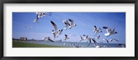 Flock of seagulls flying on the beach, New York State, USA Fine Art Print