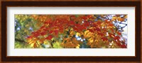 Fall Foliage, Guilford, Baltimore City, Maryland, USA Fine Art Print