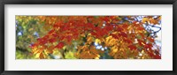 Fall Foliage, Guilford, Baltimore City, Maryland, USA Fine Art Print