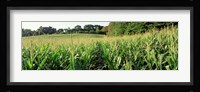 Cornfield, Baltimore County, Maryland, USA Fine Art Print