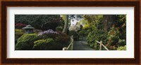 Plants in a garden, Japanese Tea Garden, San Francisco, California, USA Fine Art Print