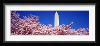 Washington Monument and cherry blossoms, Washington DC Fine Art Print