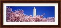 Washington Monument and cherry blossoms, Washington DC Fine Art Print