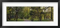 Trees In A Park, Central Park, NYC, New York City, New York State, USA Fine Art Print