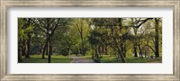 Trees In A Park, Central Park, NYC, New York City, New York State, USA Fine Art Print