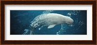 Close-up of a Beluga whale in an aquarium, Shedd Aquarium, Chicago, Illinois, USA Fine Art Print
