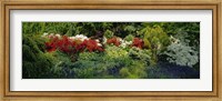 High Angle View Of Flowers In A Garden, Baltimore, Maryland, USA Fine Art Print