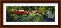 High Angle View Of Flowers In A Garden, Baltimore, Maryland, USA Fine Art Print