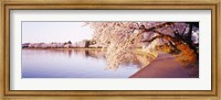 Tidal Basin, Washington DC, District Of Columbia, USA Fine Art Print