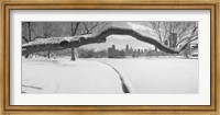 Bare trees in a park, Lincoln Park, Chicago, Illinois, USA Fine Art Print