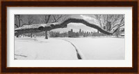 Bare trees in a park, Lincoln Park, Chicago, Illinois, USA Fine Art Print