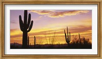 Sunset Saguaro Cactus Saguaro National Park AZ Fine Art Print