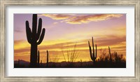 Sunset Saguaro Cactus Saguaro National Park AZ Fine Art Print