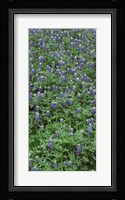 High angle view of plants, Bluebonnets, Austin, Texas, USA Fine Art Print