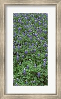 High angle view of plants, Bluebonnets, Austin, Texas, USA Fine Art Print