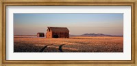 Barn in a field, Hobson, Montana, USA Fine Art Print