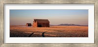 Barn in a field, Hobson, Montana, USA Fine Art Print
