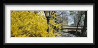 Forsythia in bloom, Central Park, Manhattan, New York City, New York State, USA Fine Art Print