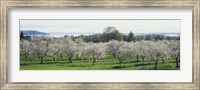 Cherry trees in an orchard, Mission Peninsula, Traverse City, Michigan, USA Fine Art Print