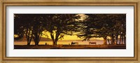 Trees In A Field, Crissy Field, San Francisco, California, USA Fine Art Print