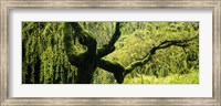 Moss growing on the trunk of a Weeping Willow tree, Japanese Garden, Washington Park, Portland, Oregon, USA Fine Art Print