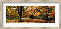 Trees in a forest, Central Park, Manhattan, New York City, New York, USA Fine Art Print