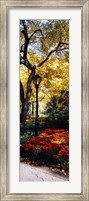 Lamppost in a park, Central Park, Manhattan, New York City, New York, USA Fine Art Print