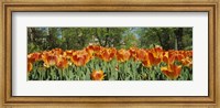 Sherwood Gardens Tulips, Baltimore, Maryland Fine Art Print