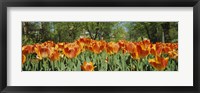 Sherwood Gardens Tulips, Baltimore, Maryland Fine Art Print