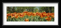Sherwood Gardens Tulips, Baltimore, Maryland Fine Art Print