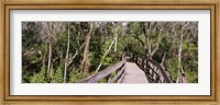 Boardwalk passing through a forest, Lettuce Lake Park, Tampa, Hillsborough County, Florida, USA Fine Art Print