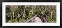 Boardwalk passing through a forest, Lettuce Lake Park, Tampa, Hillsborough County, Florida, USA Fine Art Print