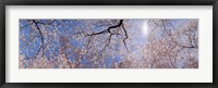 Low angle view of Cherry Blossom trees, Washington DC, USA Fine Art Print