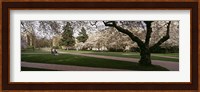 Cherry trees in the quad of a university, University of Washington, Seattle, Washington State Fine Art Print