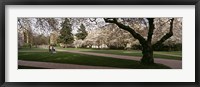 Cherry trees in the quad of a university, University of Washington, Seattle, Washington State Fine Art Print